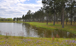 Ivy Creek
