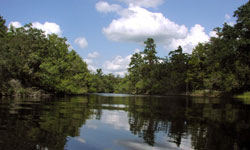 Wilson Lake Plantation