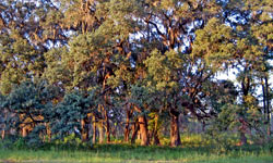 Dutton Place