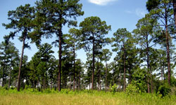 El Consuelo Plantation