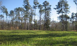 Setter Ridge Plantation