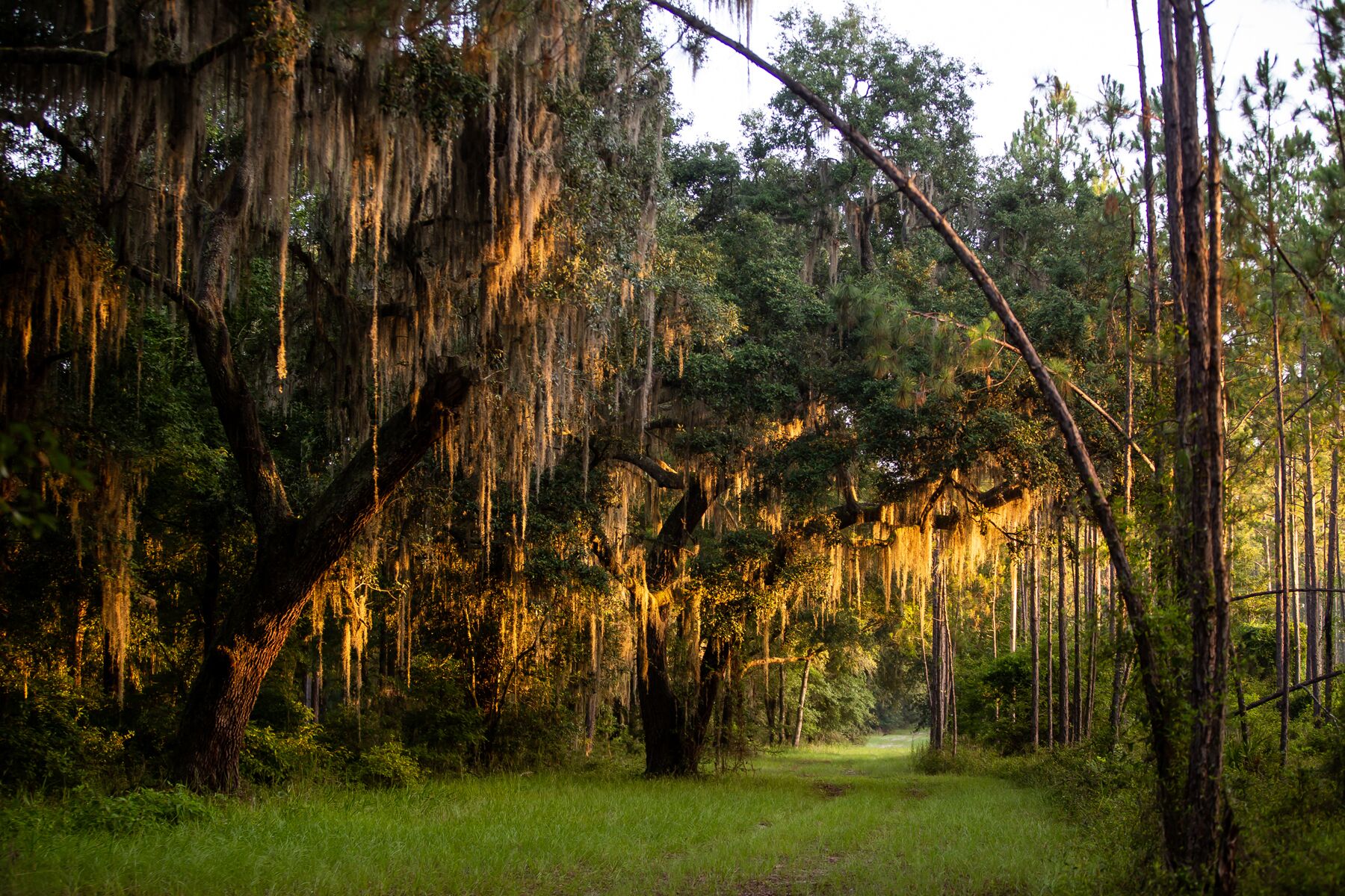 Deep Creek Plantation Galleries Jon Kohler & Associates