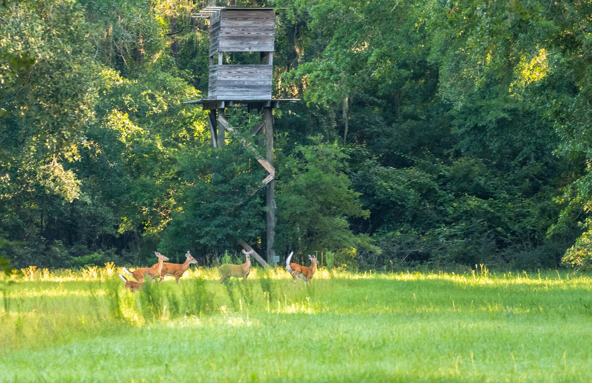 Deep Creek Plantation Galleries Jon Kohler & Associates