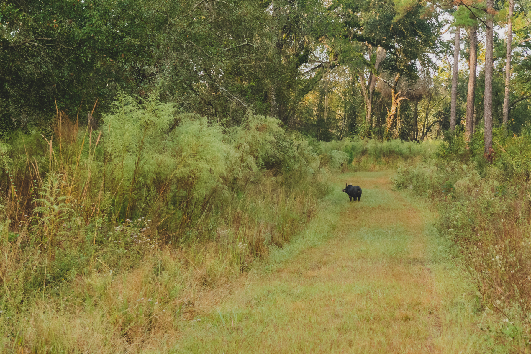 Keel Creek Plantation Jon Kohler & Associates