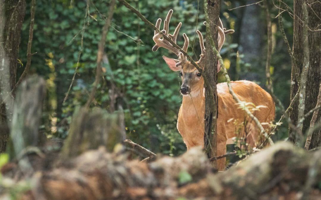 High Fence Properties
