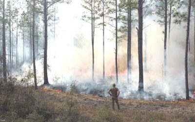 April 2025 – America’s ‘Serengeti’: Where fire still walks the land