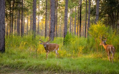 Food Plots, Not Parking Lots What about a ‘Bucks, Not Bulldozers’ bumper sticker?