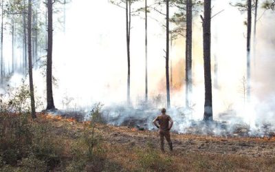 From ashes to life