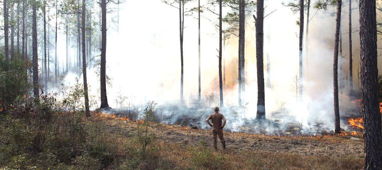 From ashes to life