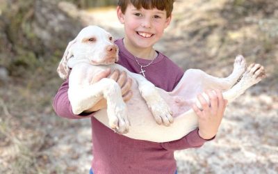 On Point: Faith, field trials and the future of bird dogs